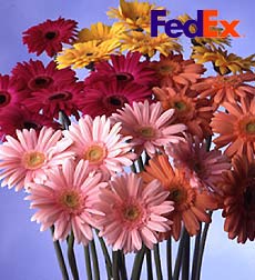 Gerbera