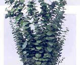 Eucaliptus branches