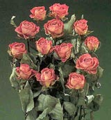 Dried pink roses