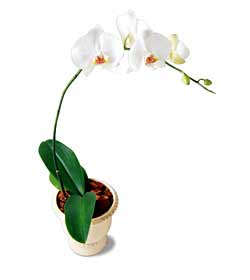 Orchid