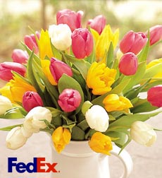 Tulip